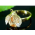 Swarovski Arannyal bevont katicabogár gyűrű borostyánszínű ausztriai kristállyal (0883.)