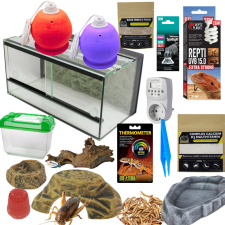  Szakállas agáma MID kezdőcsomag - juvenile hüllőfelszerelés