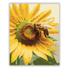 Számfestő.hu Méh Napraforgón - számfestő készlet