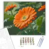Számfestő.hu Narancssárga Gerbera Katicabogárral - számfestő készlet – 60×70 cm (Keret nélkül)