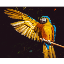 Számfestő Sárga ara papagáj - vászonkép grafika, keretezett kép