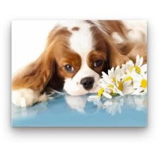 Számfestő Unatkozó kiskutya - számfestő készlet kreatív és készségfejlesztő