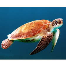 Számfestő Úszó tengeri teknős - vászonkép grafika, keretezett kép