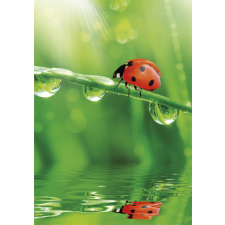 SZÍNES Természet Ladybug A/4 gumis mappa mappa
