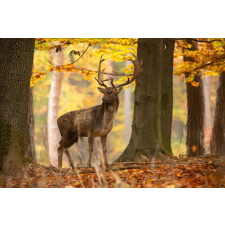  Tapéta Állat32 Szarvas, 400 x 250 cm tapéta, díszléc és más dekoráció