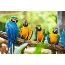  Tapéta Birds7, 350 x 200 cm tapéta, díszléc és más dekoráció