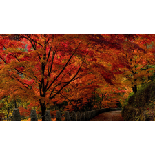  Tapéta Japán kert, 300 x 250 cm tapéta, díszléc és más dekoráció