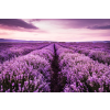  Tapéta Levendula7, 400 x 250 cm