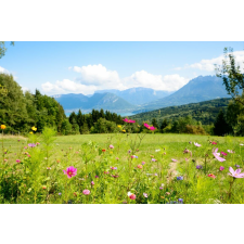  Tapéta Natura110, 300 x 250 cm tapéta, díszléc és más dekoráció