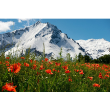  Tapéta Natura122, 350 x 250 cm tapéta, díszléc és más dekoráció