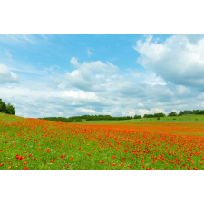  Tapéta Natura147, 300 x 200 cm tapéta, díszléc és más dekoráció