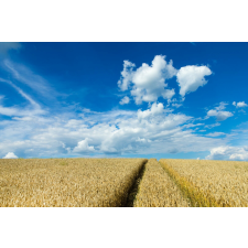  Tapéta Natura150, 300 x 200 cm tapéta, díszléc és más dekoráció