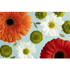 Tapéta Virágok162 Gerberák és százszorszépek, 300 x 250 cm tapéta, díszléc és más dekoráció