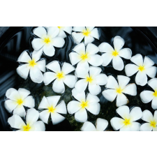  Tapéta Virágok52, 350 x 250 cm tapéta, díszléc és más dekoráció