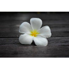  Tapéta Virágok59, 300 x 250 cm tapéta, díszléc és más dekoráció