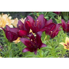  Tapéta Virágok77, 400 x 250 cm tapéta, díszléc és más dekoráció