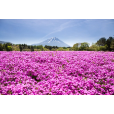  Tapéta Virágok80, 300 x 250 cm tapéta, díszléc és más dekoráció