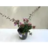  Tárnicslonc - Abelia 'Edward Goucher' - Magyar