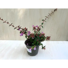 Tárnicslonc - Abelia 'Edward Goucher' - Magyar fa és növény