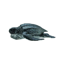 Tengeri teknős M - Állati figura játékfigura