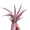  Tillandsia capitata Peach Red