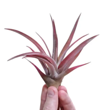  Tillandsia capitata Peach Red fa és növény
