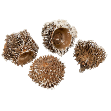  Tölgy kupak cser ( szőrös ) havas 14dkg/csom dekorációs kellék