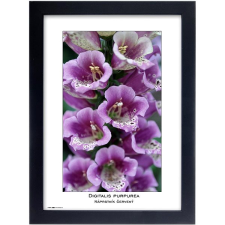 Tradag Natura 21×29,7, A4, fekete fényképkeret