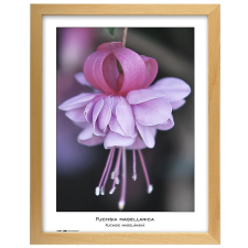 Tradag Natura 30×40, natúr fényképkeret