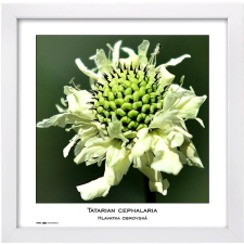 Tradag Natura 30 x 30 bílý fényképkeret