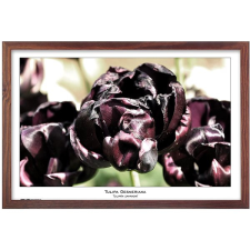 Tradag Natura 40×60, barna fényképkeret