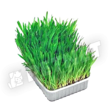 Trixie Cat SoftGrass BIO vitaminozott macskafű 100g vitamin, táplálékkiegészítő macskáknak