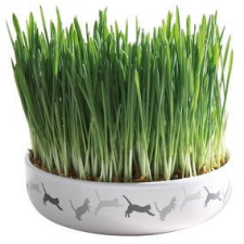 Trixie Ceramic Bowl whit Cat Grass - macskafű kerámiatálban. ø 15×4 cm (50g) vitamin, táplálékkiegészítő macskáknak