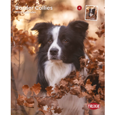  Trixie | Falinaptár Border collie – 2026 naptár, kalendárium