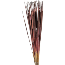  Typha indiai barna 35db-os dekorációs kellék