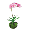  Vanda orchidea pink