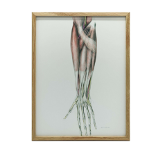 VÁSZON FESTMÉNY ALKAR ANATÓMIAI VÁSZON PREMIUM 50x70 CM grafika, keretezett kép