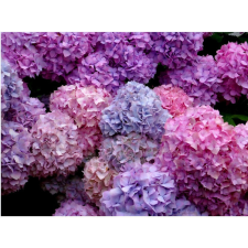  Vászon festmény, MEDIA, Gyönyörű hortenziák, 105 x 70 cm grafika, keretezett kép