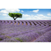  Vászon festmény, MÉDIA, Levendula mező, 105 x 70 cm