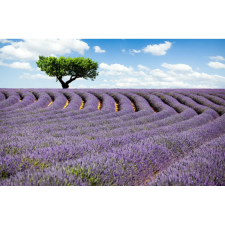  Vászon festmény, MÉDIA, Levendula mező, 105 x 70 cm grafika, keretezett kép