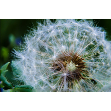  Vászon festmény, MÉDIA, Pitypangrepülés, 105 x 70 cm grafika, keretezett kép