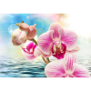  Vászon festmény, MÉDIA, Rózsaszín orchidea vízen, 105 x 70 cm