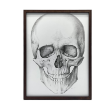  VÁSZONFESTMÉNY FALKOPONYÁHOZ ANATOMY PREMIUM 70x100 CM grafika, keretezett kép