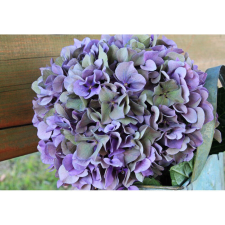  Vászonfestmény, MEDIA, Hortenzia, 105 x 70 cm grafika, keretezett kép