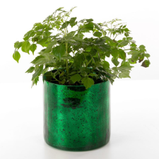 Verre3 üveg kaspó Sötétzöld 15x15 cm dekoráció