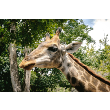  Vlies Fotótapéta - Closeup of giraffe head - 375x250 cm tapéta, díszléc és más dekoráció