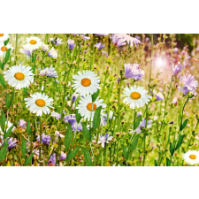  Vlies Fotótapéta - Wild flowers in summer - 375x250 cm tapéta, díszléc és más dekoráció