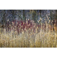  Vlies Fotótapéta - Winter reeds - 375x250 cm tapéta, díszléc és más dekoráció