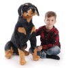 W-web Kurt - plüss rottweiler