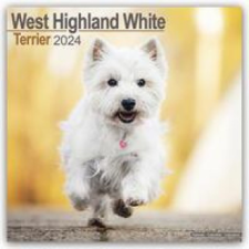  West Highland White Terrier - Westies 2024 - 16-Monatskalender naptár, kalendárium